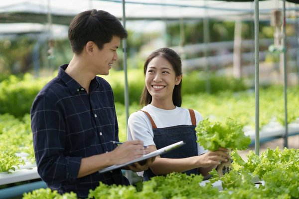 Quelles sont les techniques innovantes pour cultiver des légumes en intérieur sans sol?