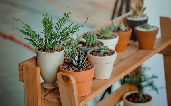 Quels sont les meilleurs conseils pour choisir des plantes pour un mur végétal extérieur ?